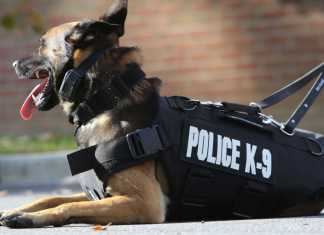 kenapa anjing pelacak disebut k-9