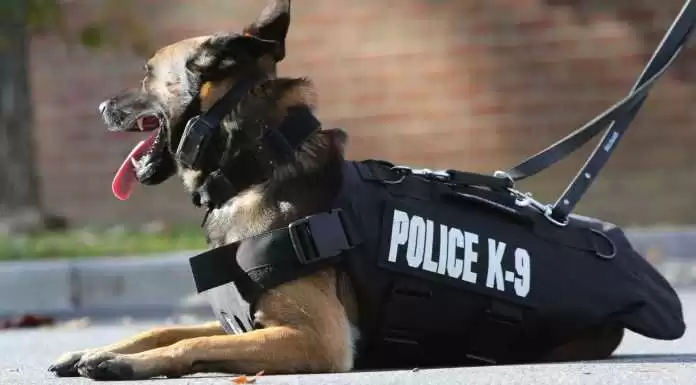 kenapa anjing pelacak disebut k-9