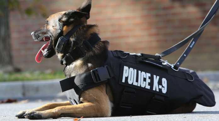 Kenapa Anjing Pelacak Disebut K-9?